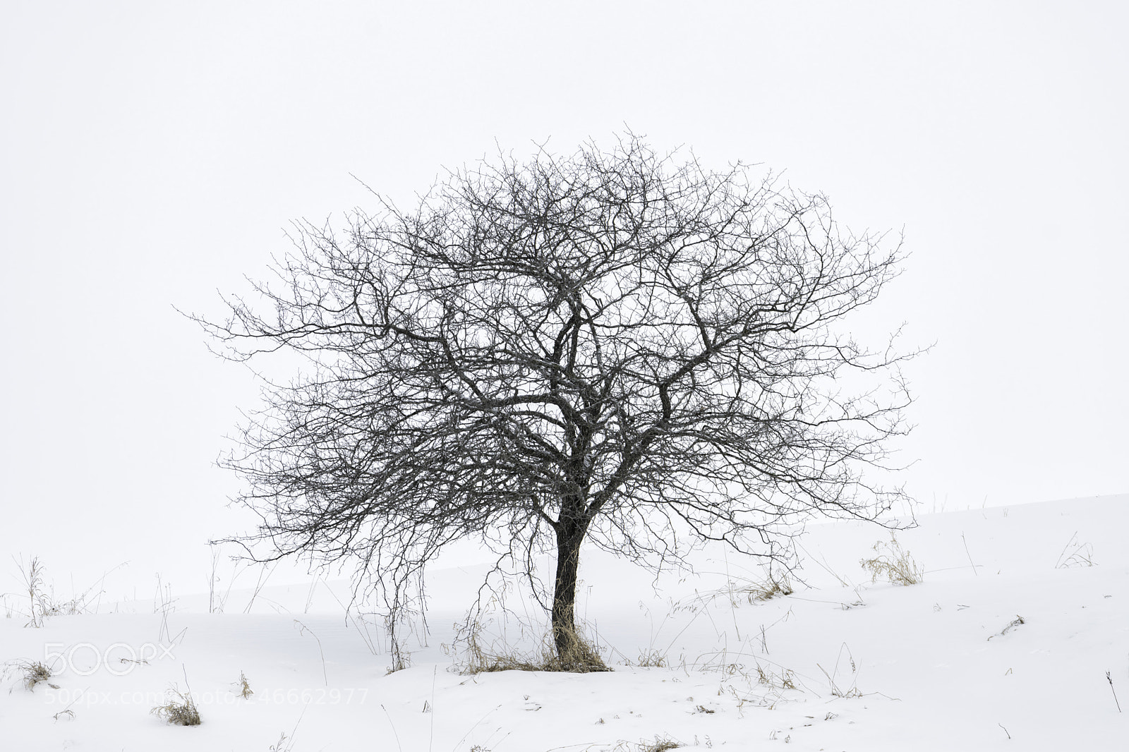 Nikon D850 sample photo. Lone tree photography