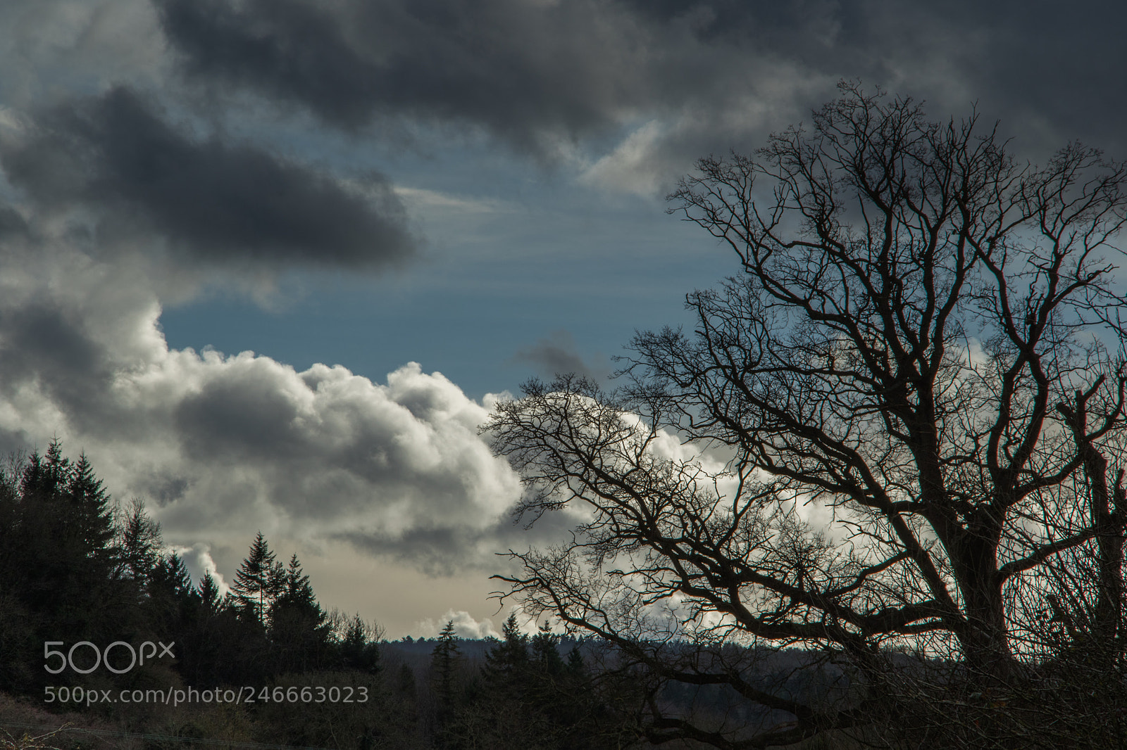 Canon EOS 7D Mark II sample photo. Untitled photography