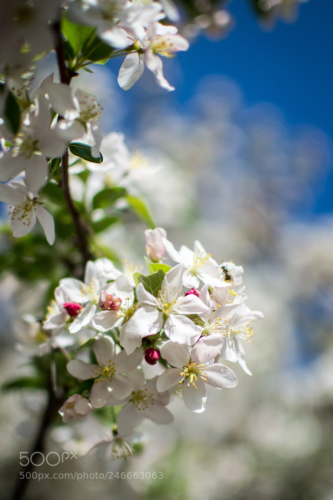 Nikon D7100 sample photo. 2902 photography