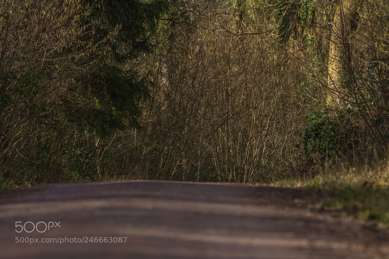 Canon EOS 7D Mark II sample photo. Untitled photography