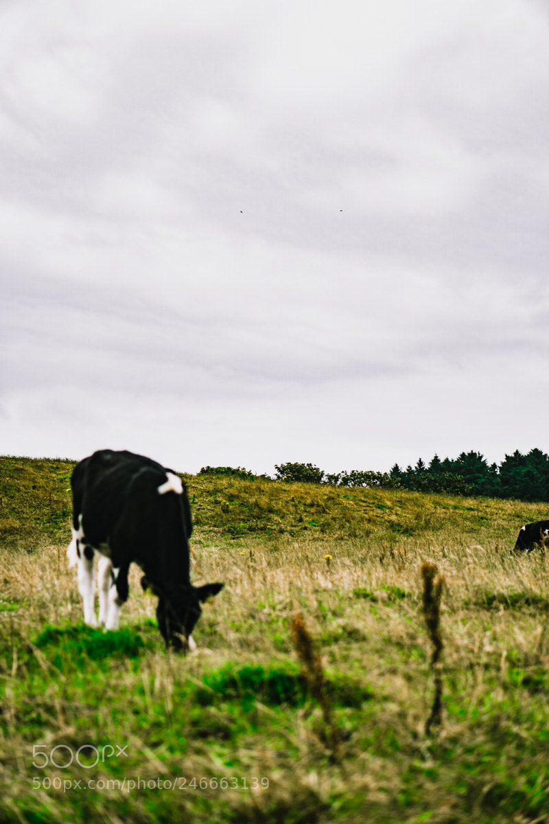 Sony a6300 sample photo. Northern ireland photography