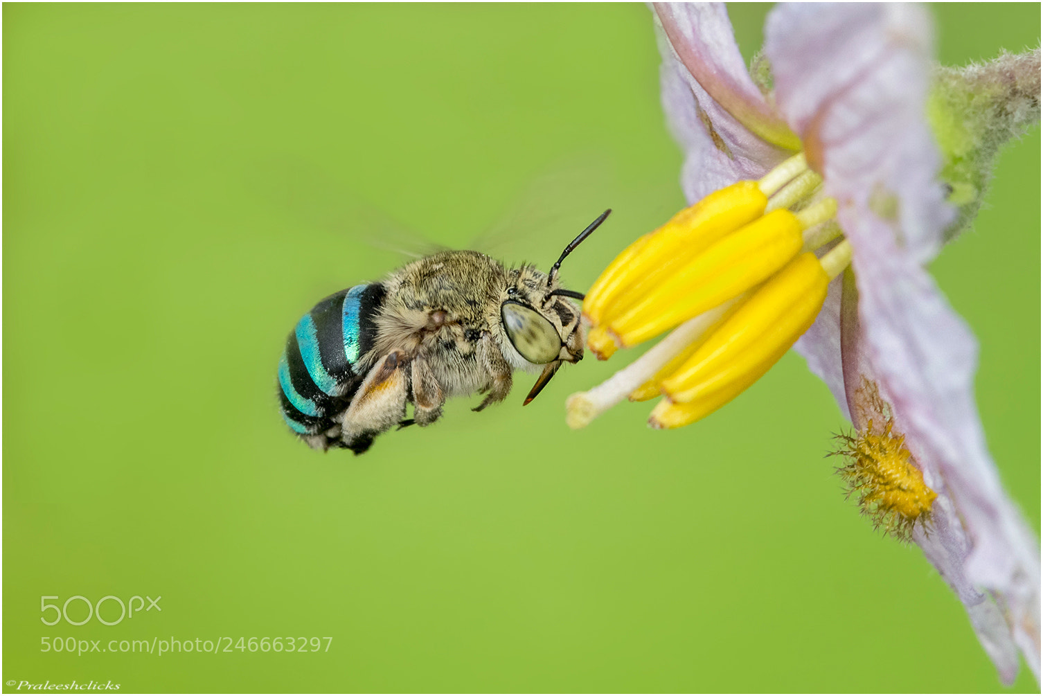 Nikon D500 sample photo. Blue-banded bee photography