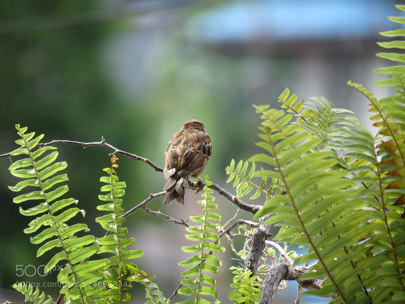 Canon PowerShot SX60 HS sample photo. Sparrow photography