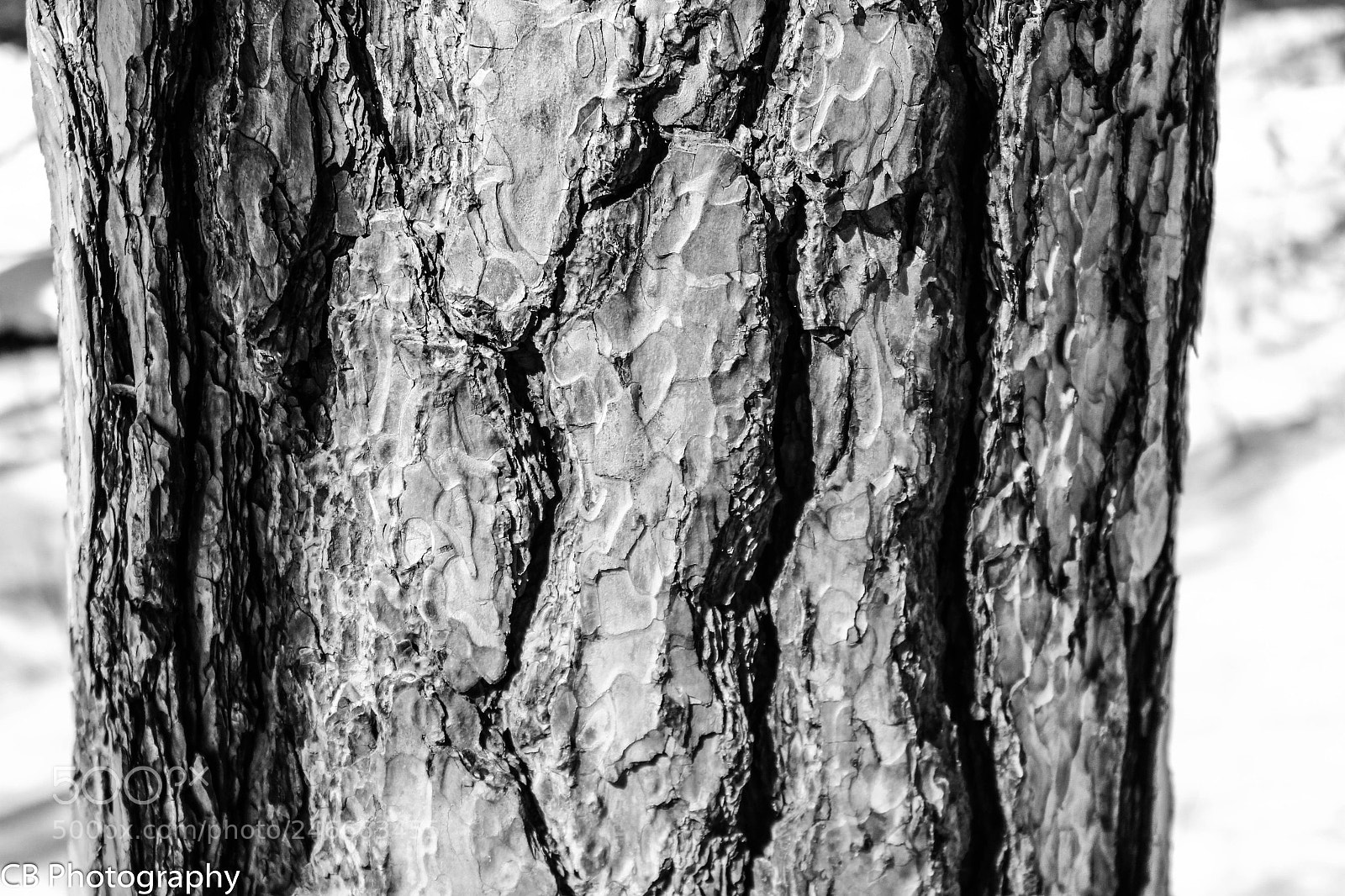 Canon EOS 600D (Rebel EOS T3i / EOS Kiss X5) sample photo. Deep grooves photography