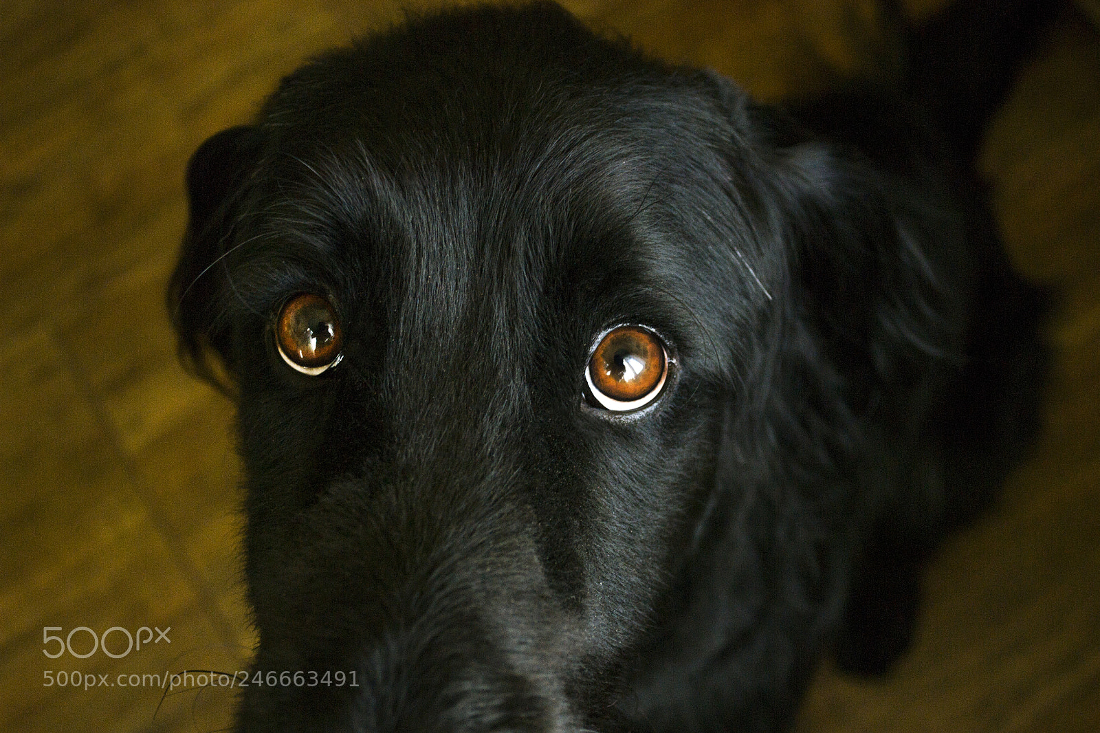 Nikon D3100 sample photo. 'pretty please' photography