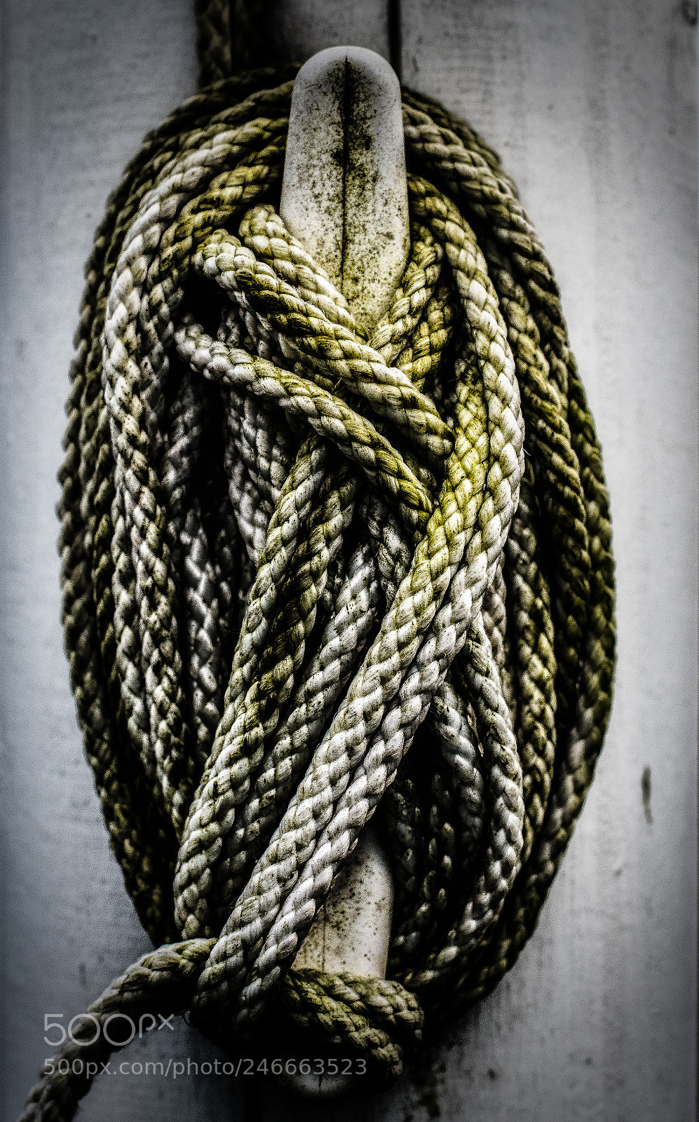Nikon D500 sample photo. &... photography