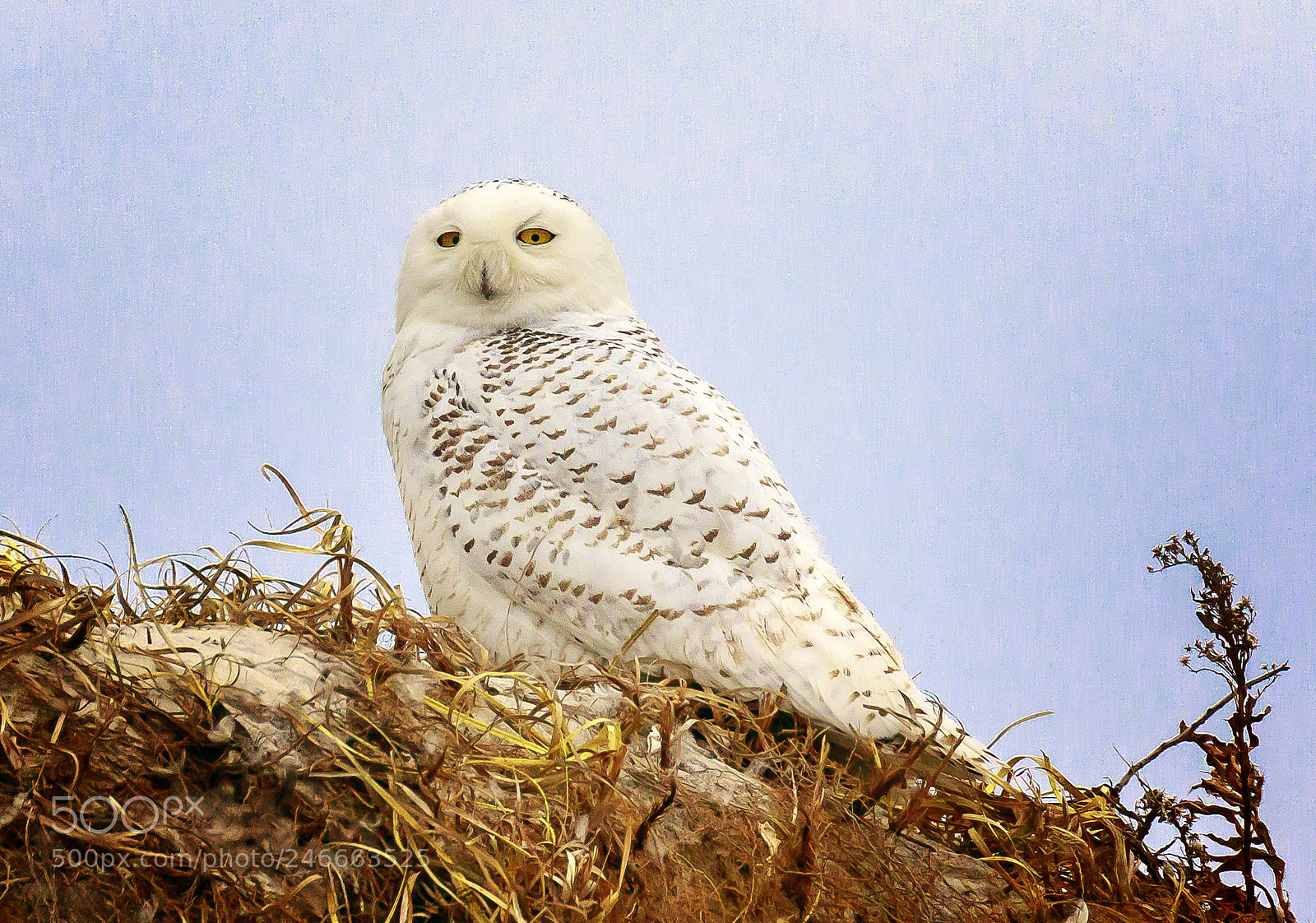 Canon EOS 7D Mark II sample photo. Snowy owl photography