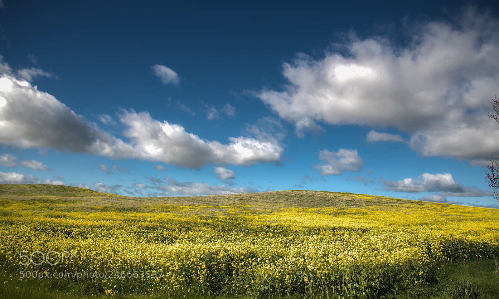 Nikon D850 sample photo. Mustard field photography