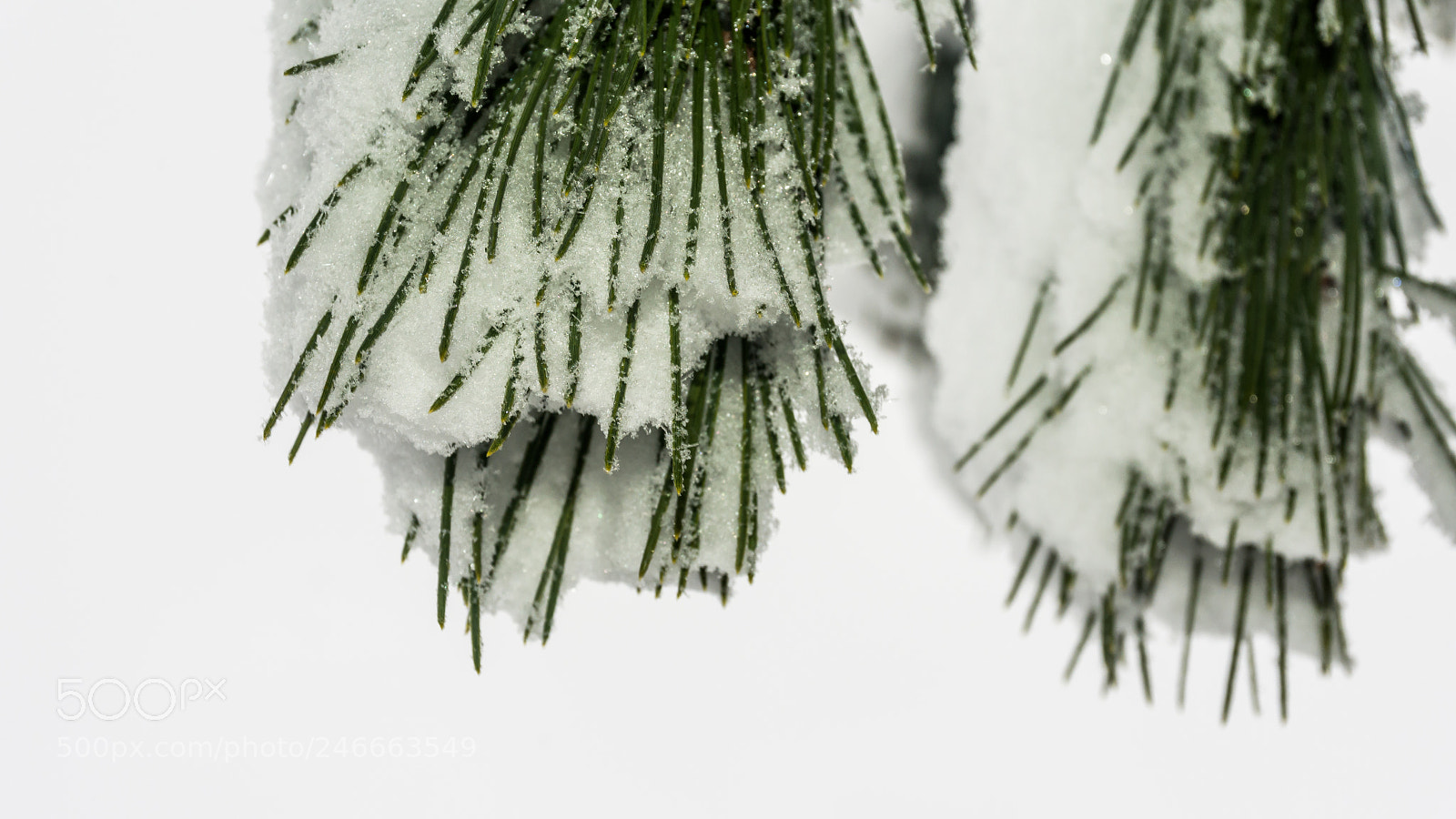 Nikon D7200 sample photo. Snowy pine needles photography