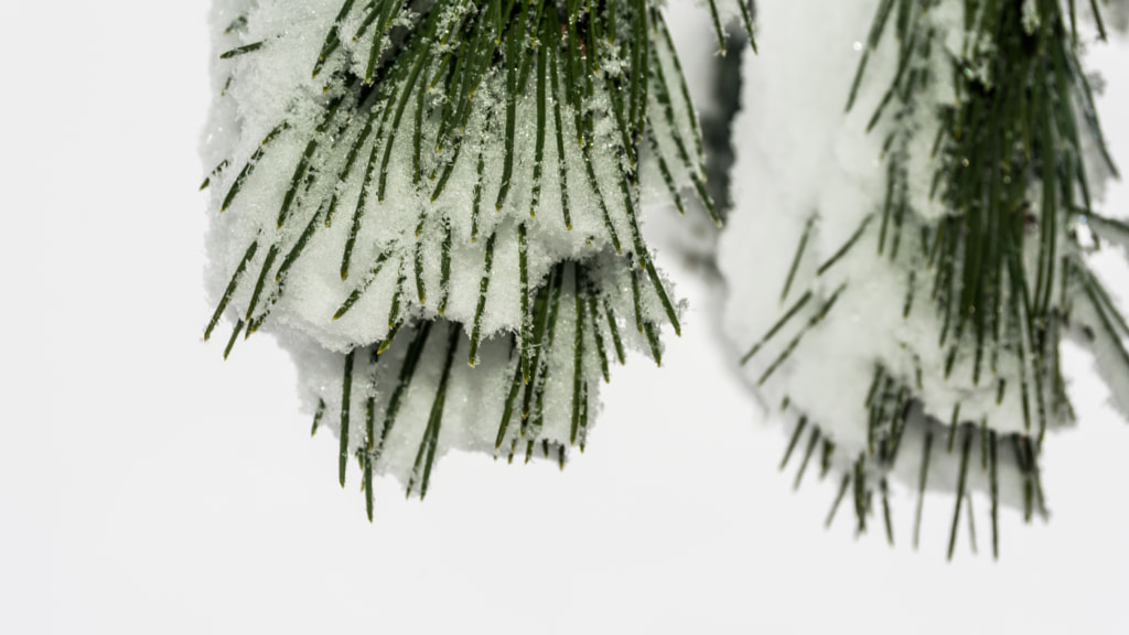 Snowy pine needles by Milen Mladenov on 500px.com