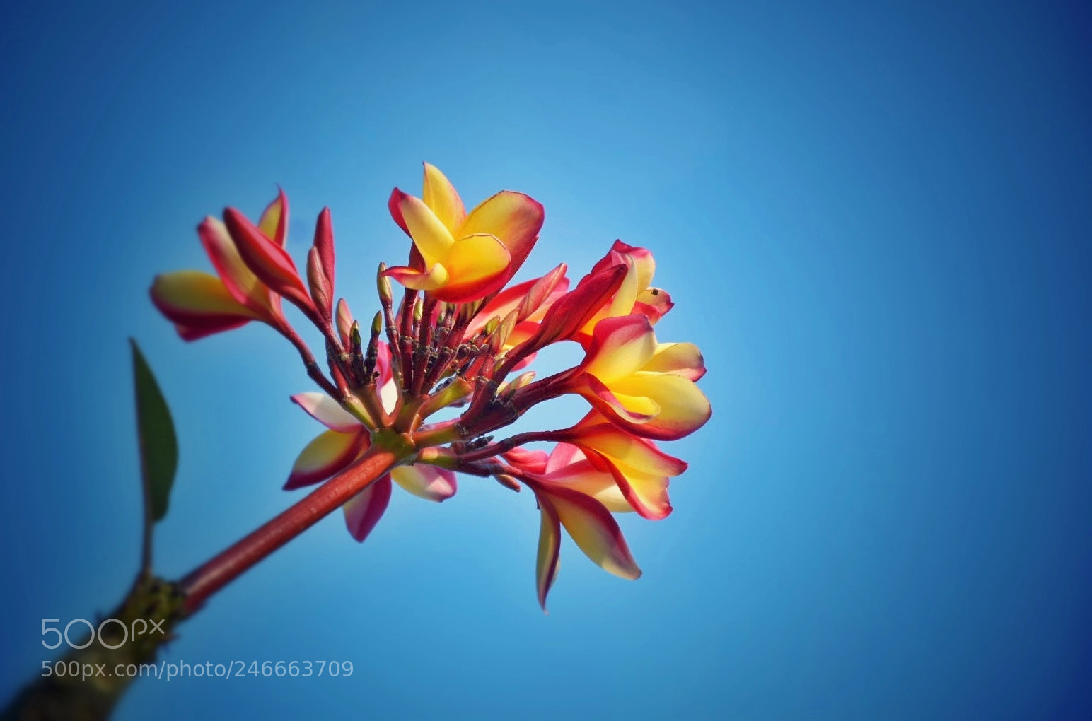 Nikon D5500 sample photo. Flower photography