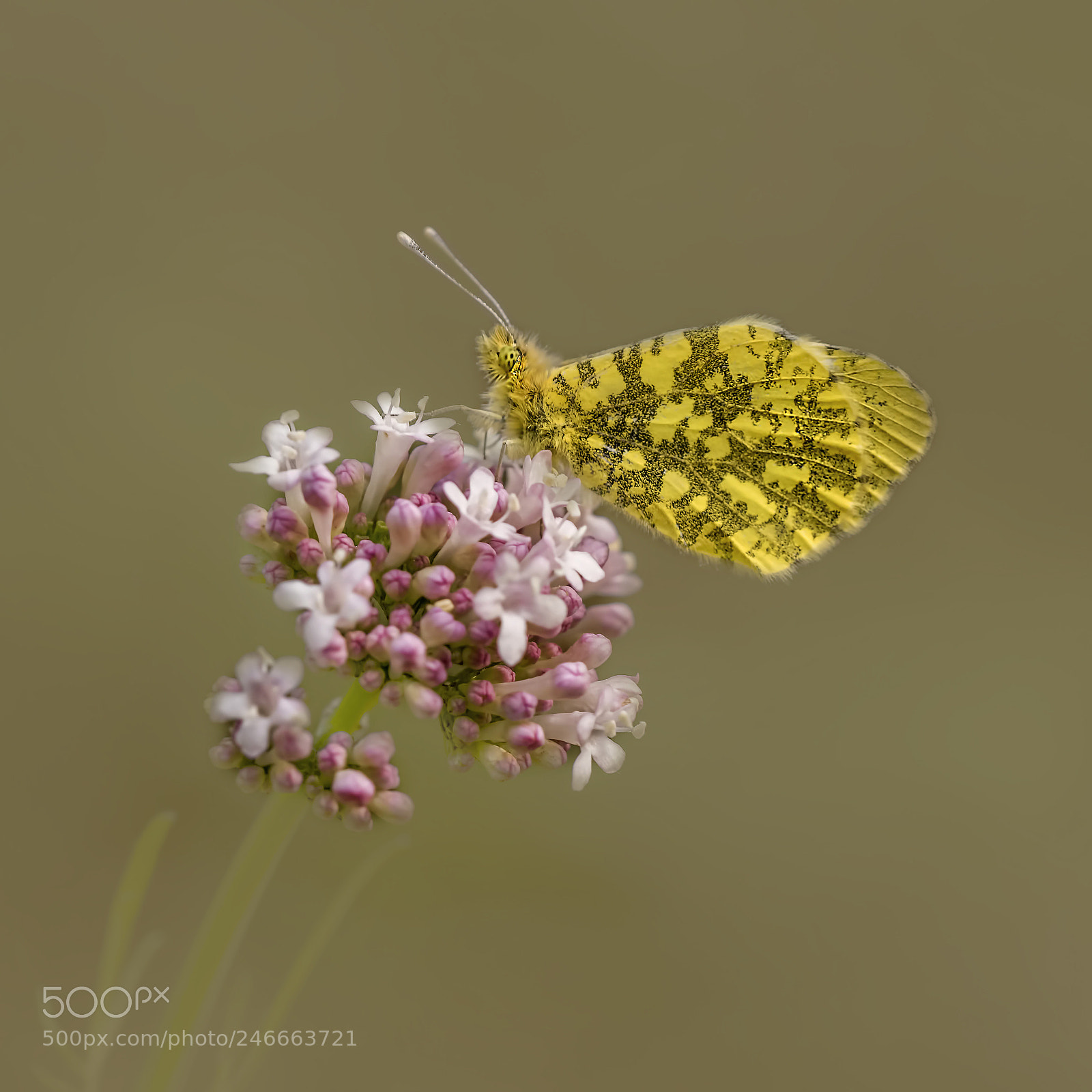 Nikon D810 sample photo. Anthocharis damone photography