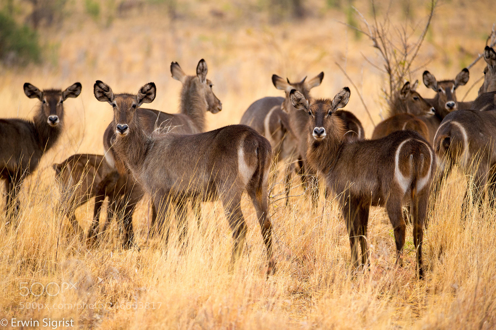 Nikon D4S sample photo. Waterbucks in the maasai photography