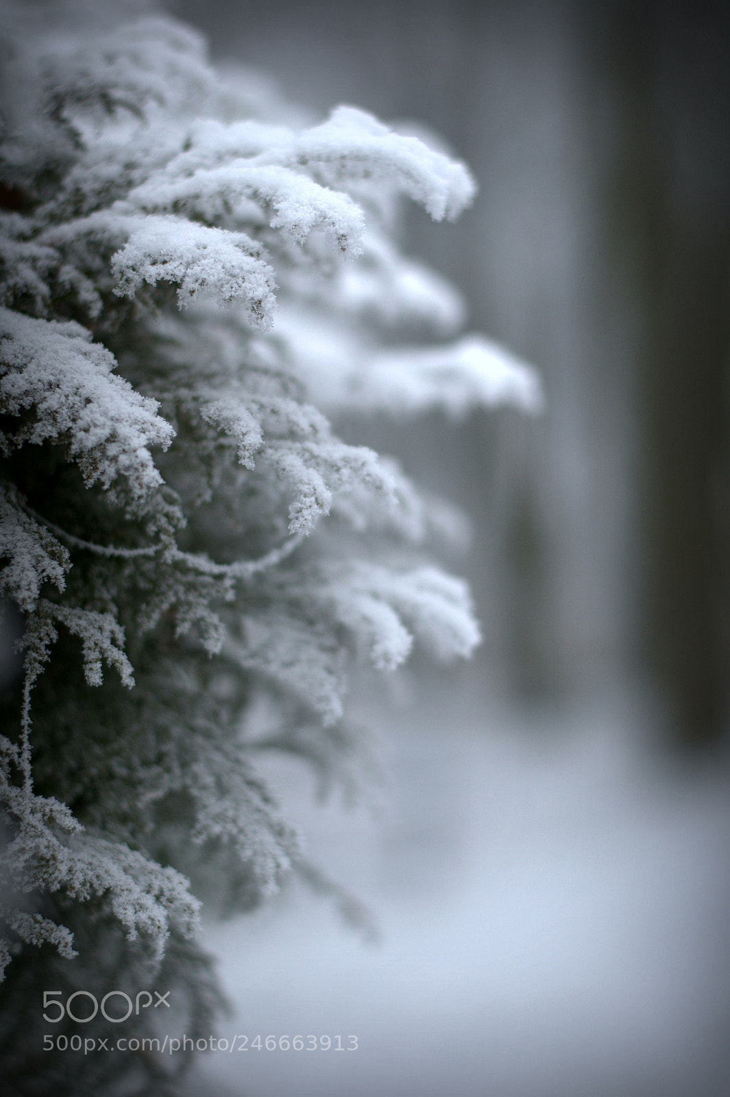 Nikon D90 sample photo. W głąb narnii :) photography