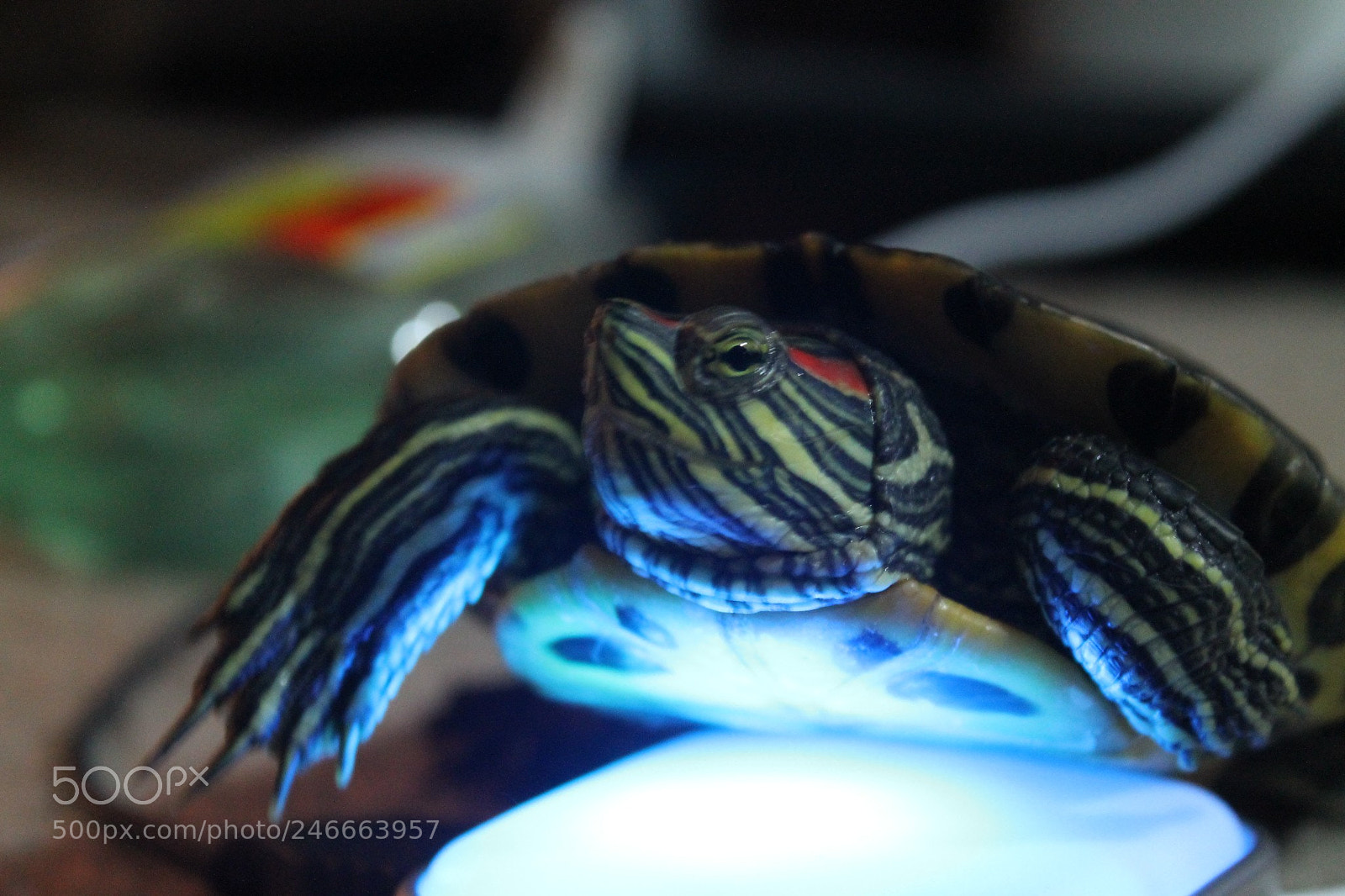 Canon EOS 1100D (EOS Rebel T3 / EOS Kiss X50) sample photo. Rara photography