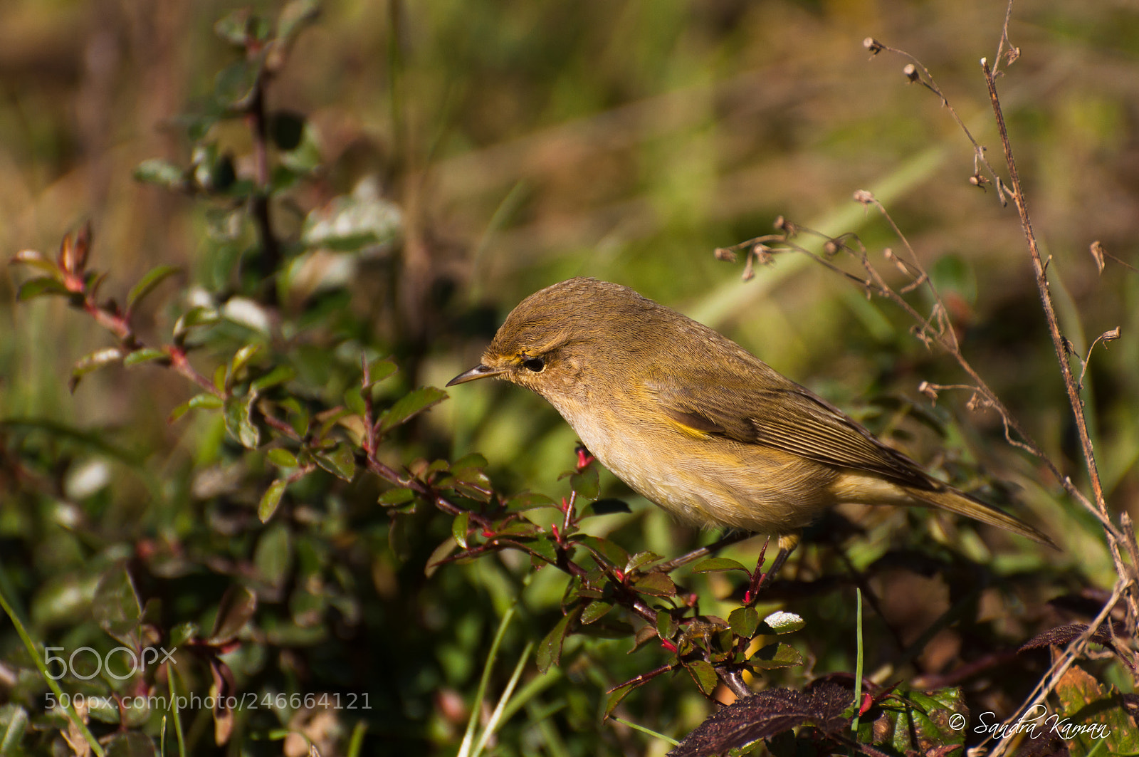 Nikon D90 sample photo. Pouillot v loce phylloscopus photography