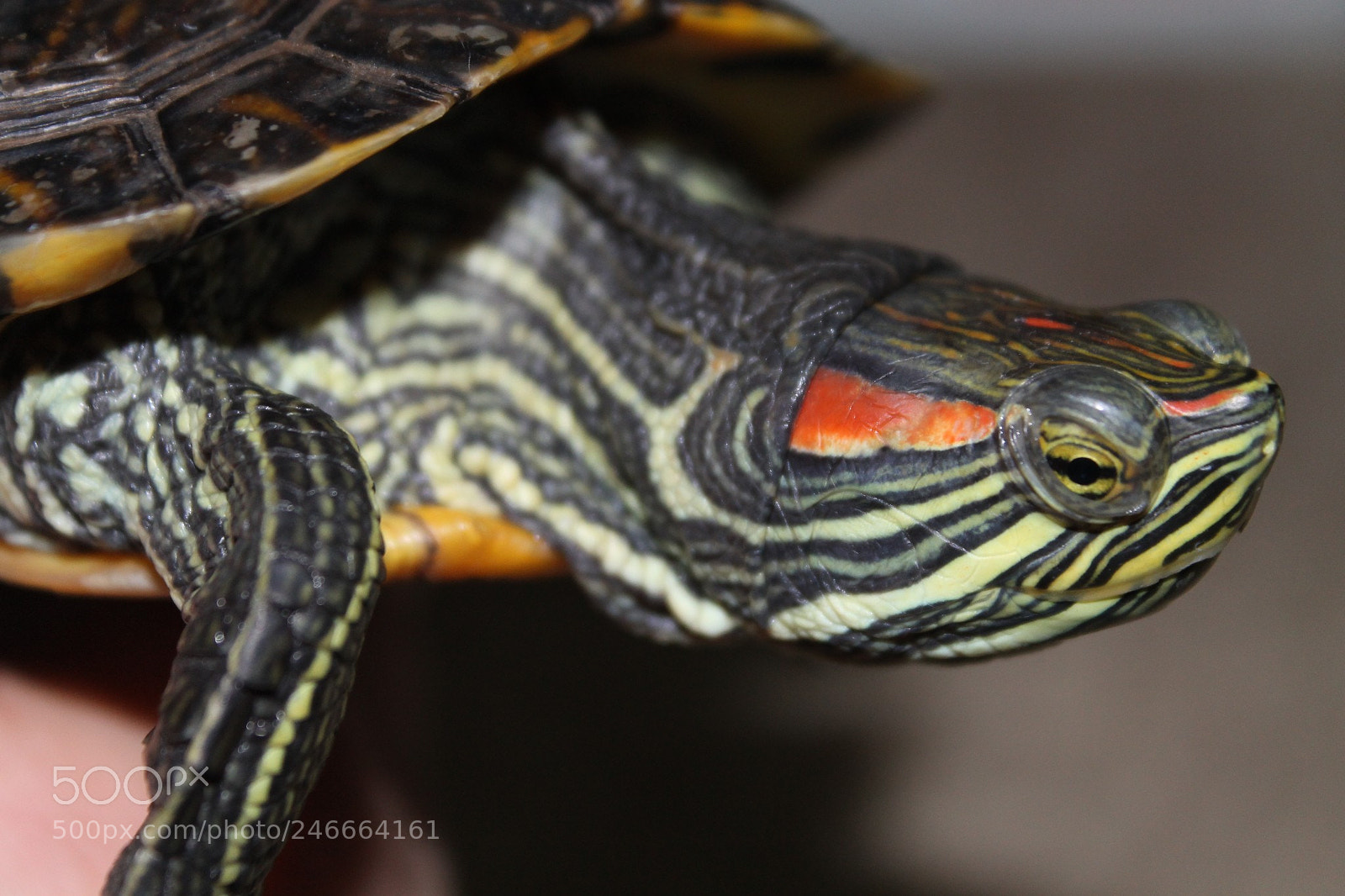 Canon EOS 1100D (EOS Rebel T3 / EOS Kiss X50) sample photo. Ra  the silent warrior photography