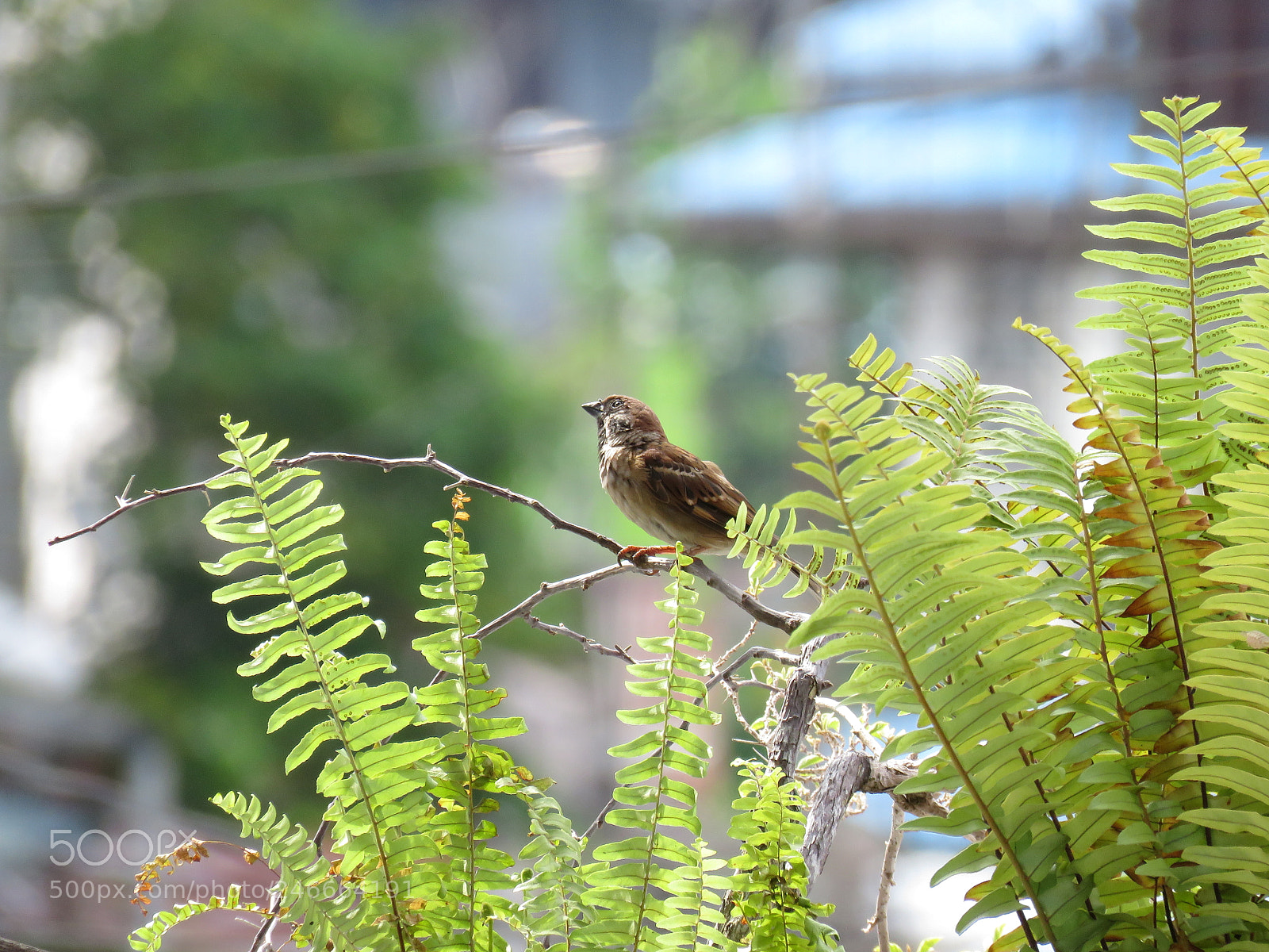 Canon PowerShot SX60 HS sample photo. Another sparrow shot photography