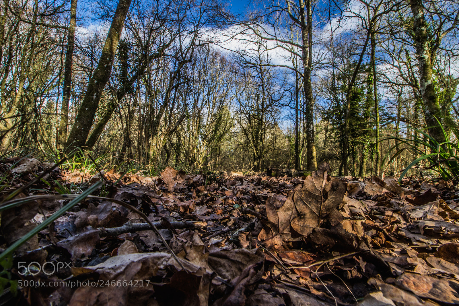 Canon EOS 7D Mark II sample photo. Untitled photography