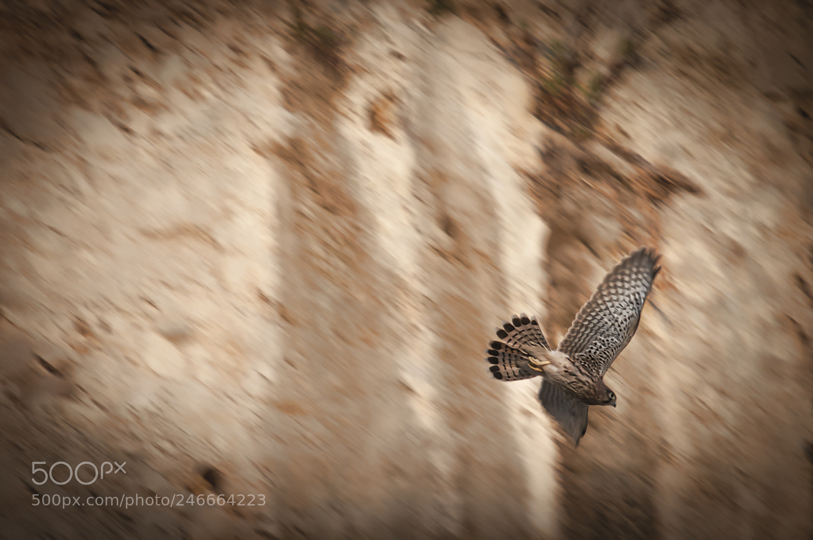 Nikon D90 sample photo. Kestrels-1.jpg photography