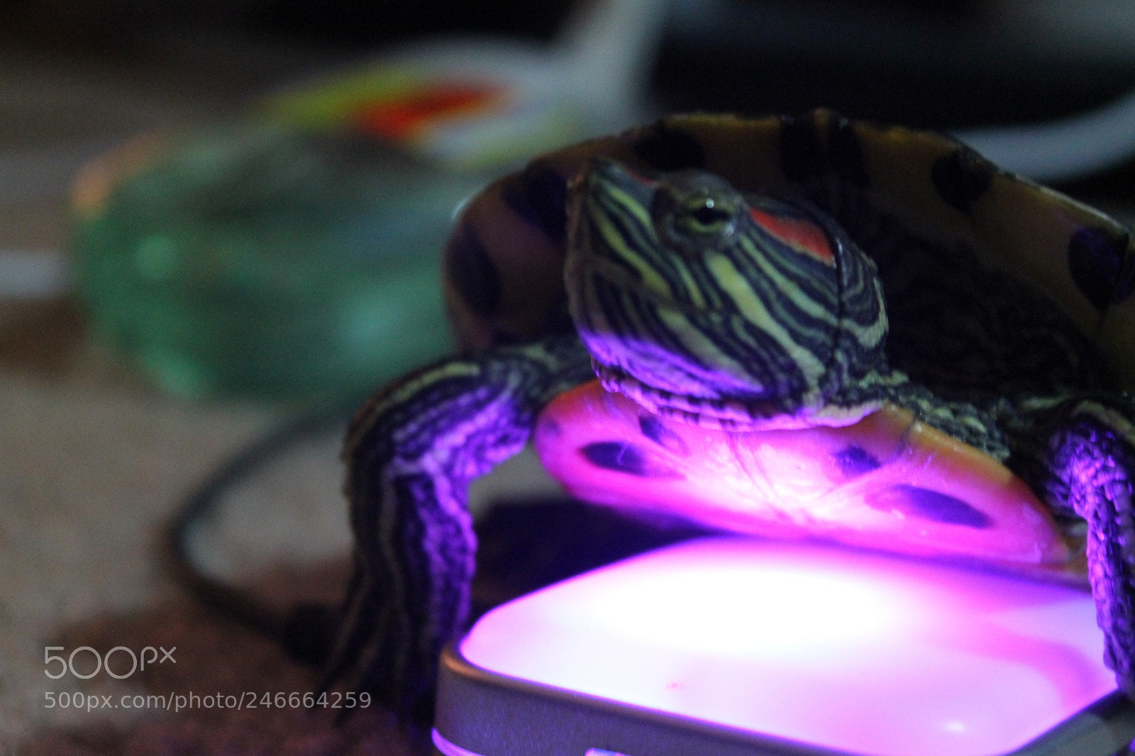 Canon EOS 1100D (EOS Rebel T3 / EOS Kiss X50) sample photo. Buddy and more photography