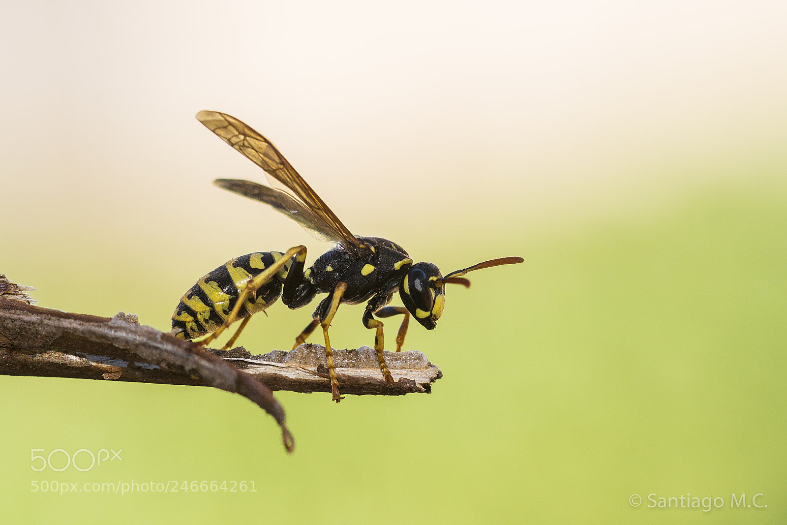 Sony SLT-A77 sample photo. Paper wasp photography