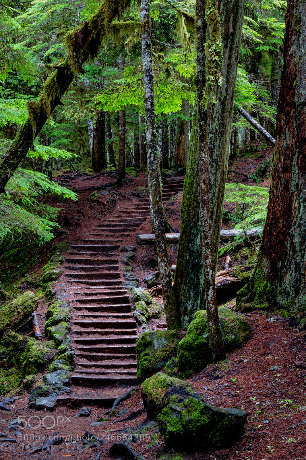 Canon EOS 6D Mark II sample photo. Forest stairs #2 photography