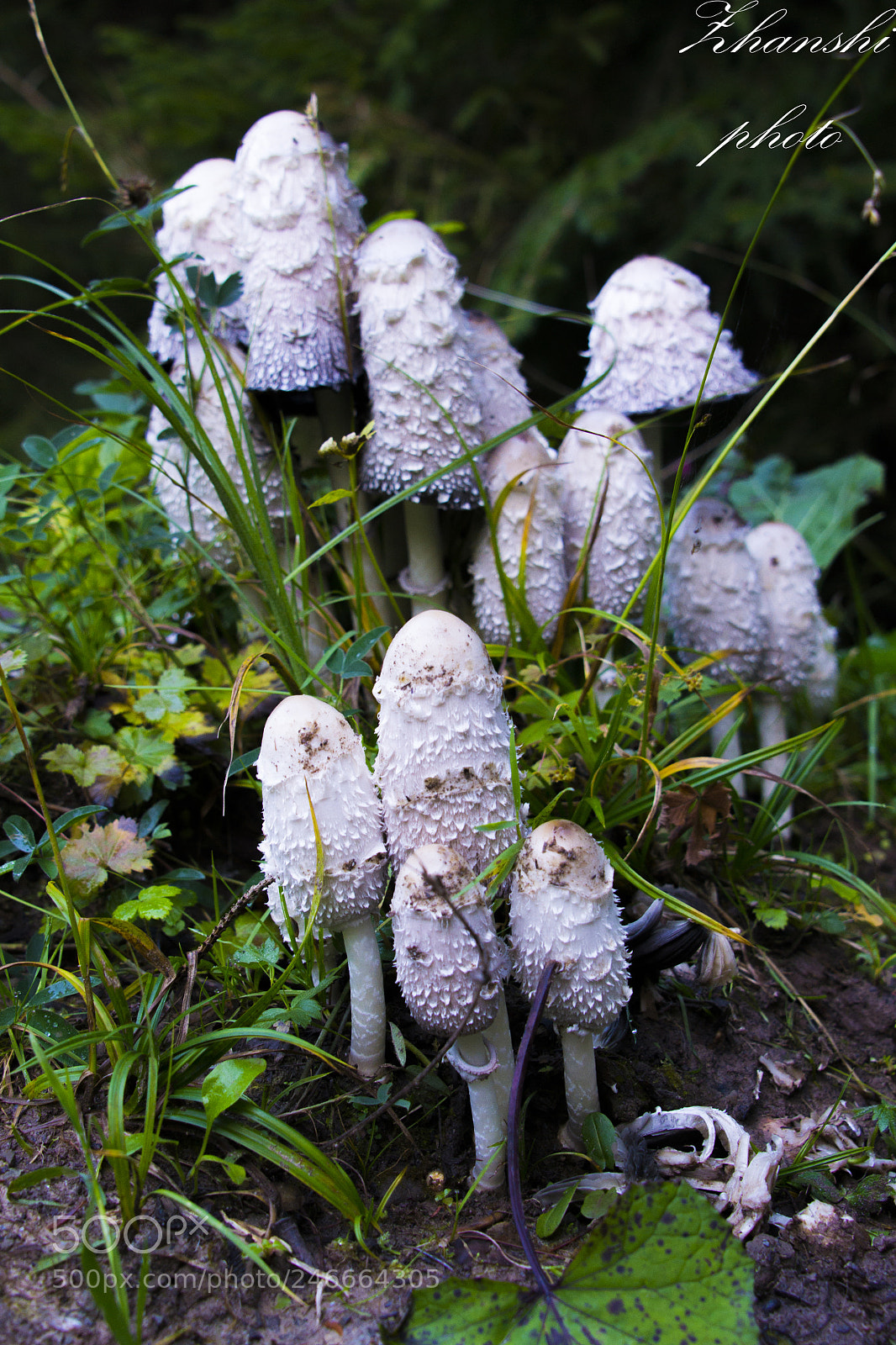 Nikon D3100 sample photo. Mushrooms photography