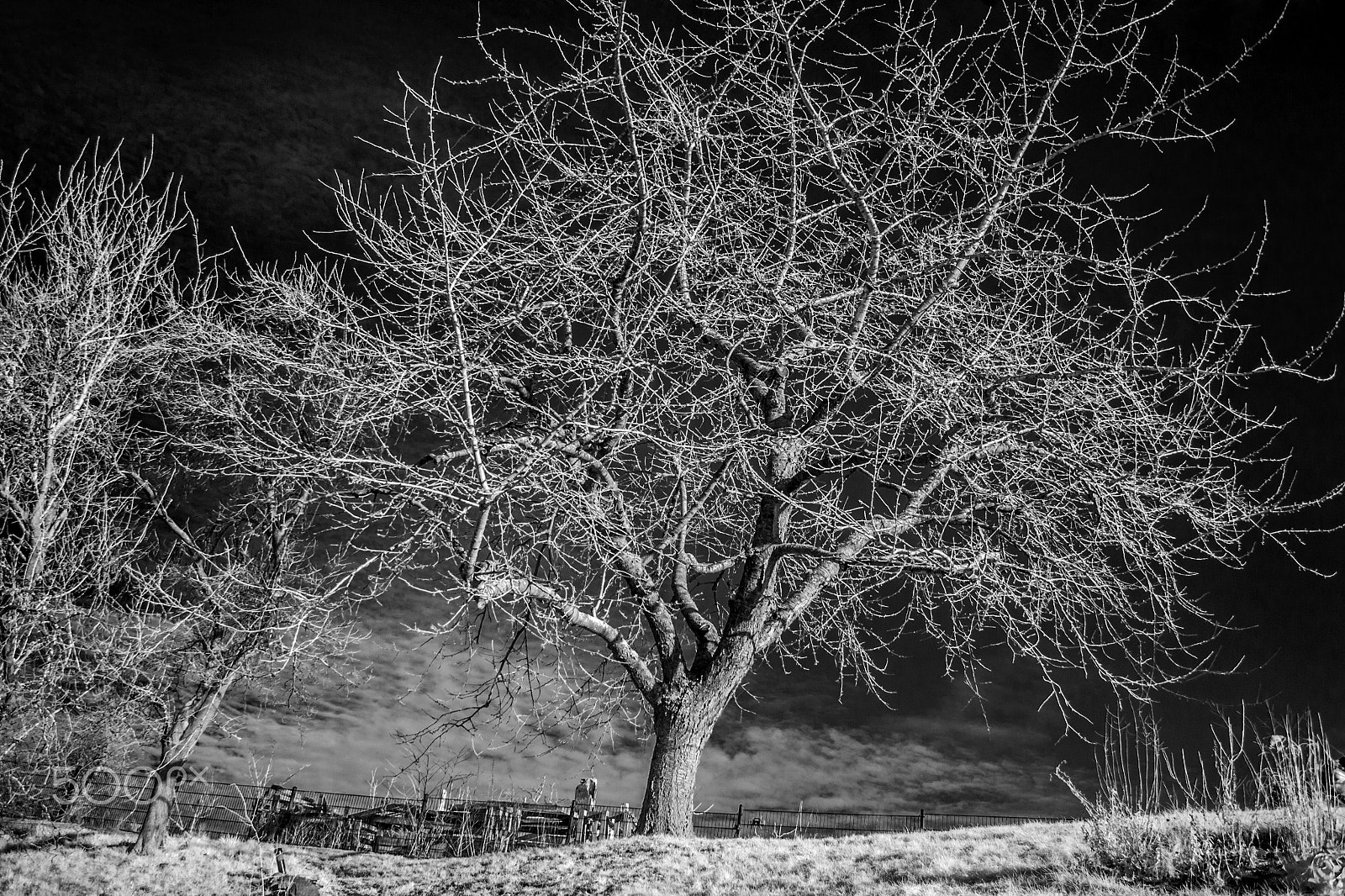 Canon EOS 500D (EOS Rebel T1i / EOS Kiss X3) sample photo. Ghost tree ii photography