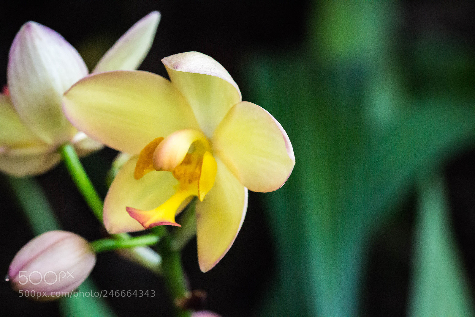 Canon EOS 700D (EOS Rebel T5i / EOS Kiss X7i) sample photo. Img photography