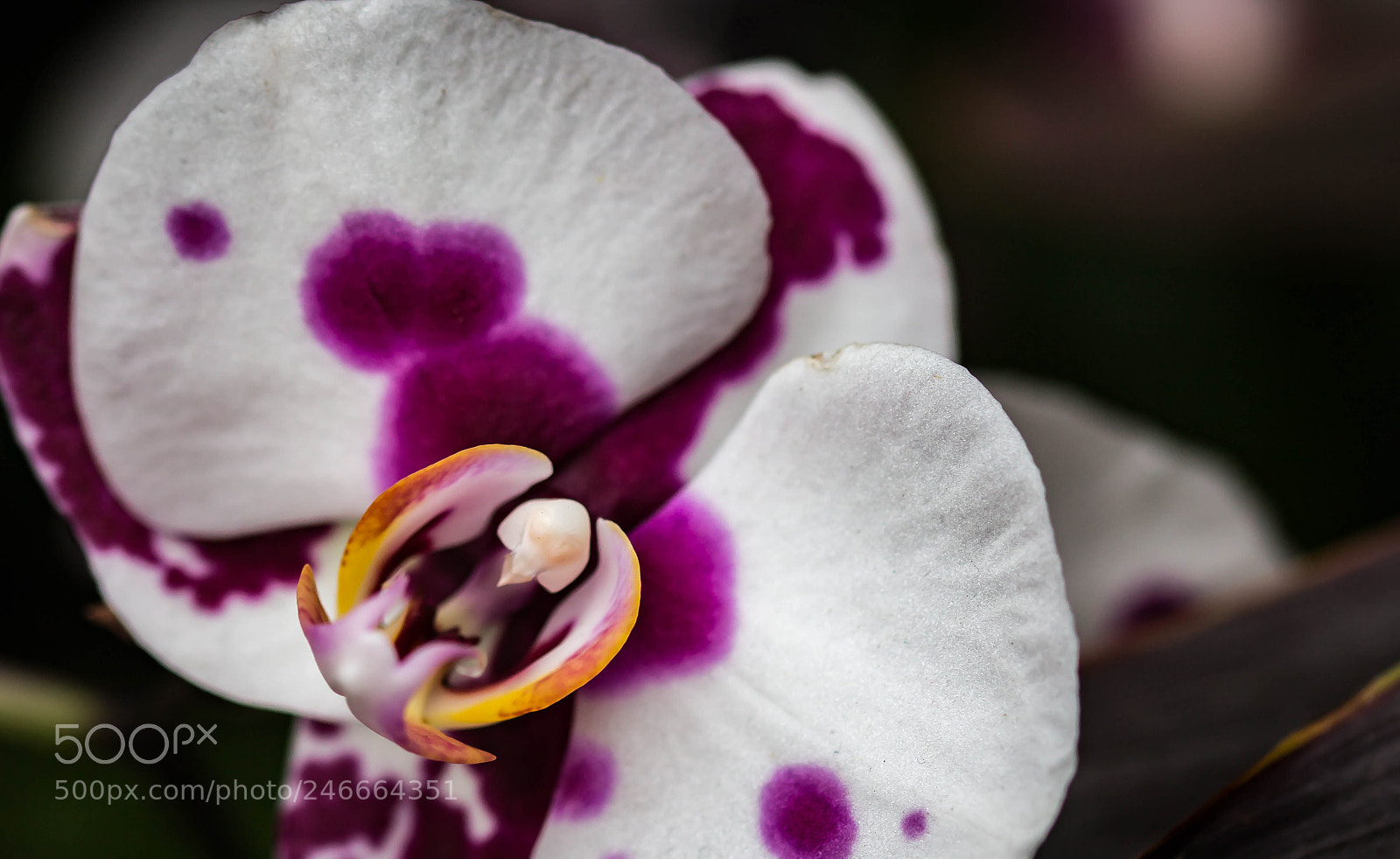 Canon EOS 700D (EOS Rebel T5i / EOS Kiss X7i) sample photo. Img photography