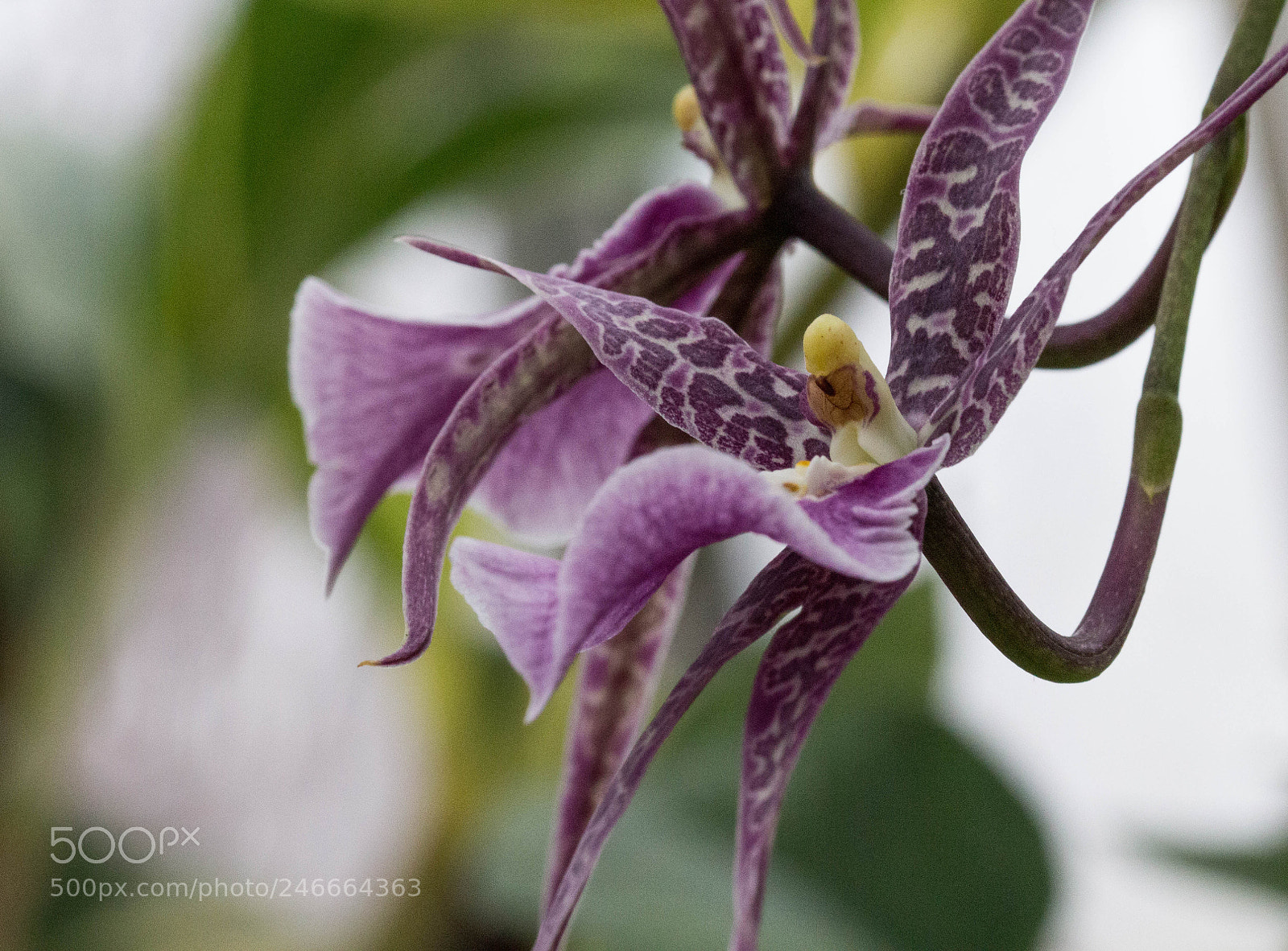 Canon EOS 700D (EOS Rebel T5i / EOS Kiss X7i) sample photo. Img photography