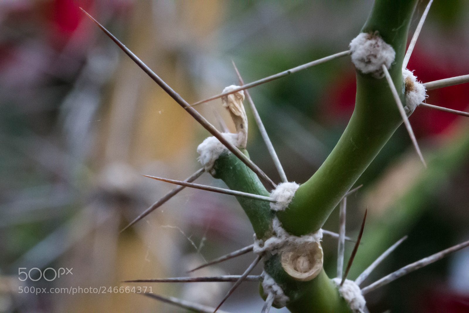 Canon EOS 700D (EOS Rebel T5i / EOS Kiss X7i) sample photo. Img photography