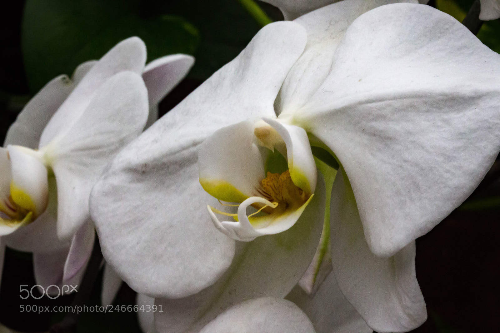 Canon EOS 700D (EOS Rebel T5i / EOS Kiss X7i) sample photo. Img photography