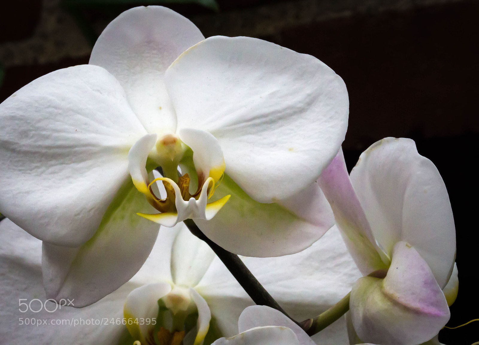 Canon EOS 700D (EOS Rebel T5i / EOS Kiss X7i) sample photo. Img photography