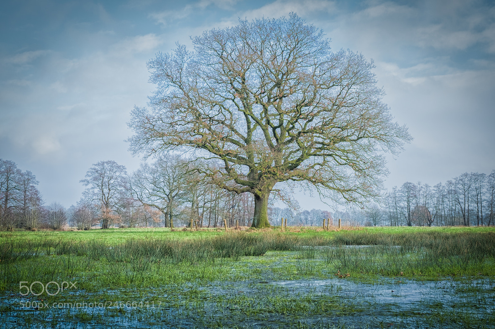 Fujifilm X-T2 sample photo. 'his majesty' photography