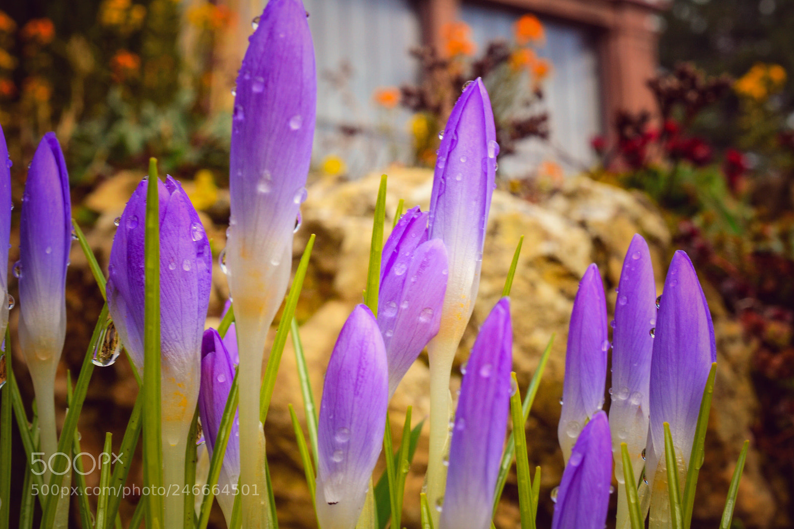 Nikon D3100 sample photo. Springtime photography
