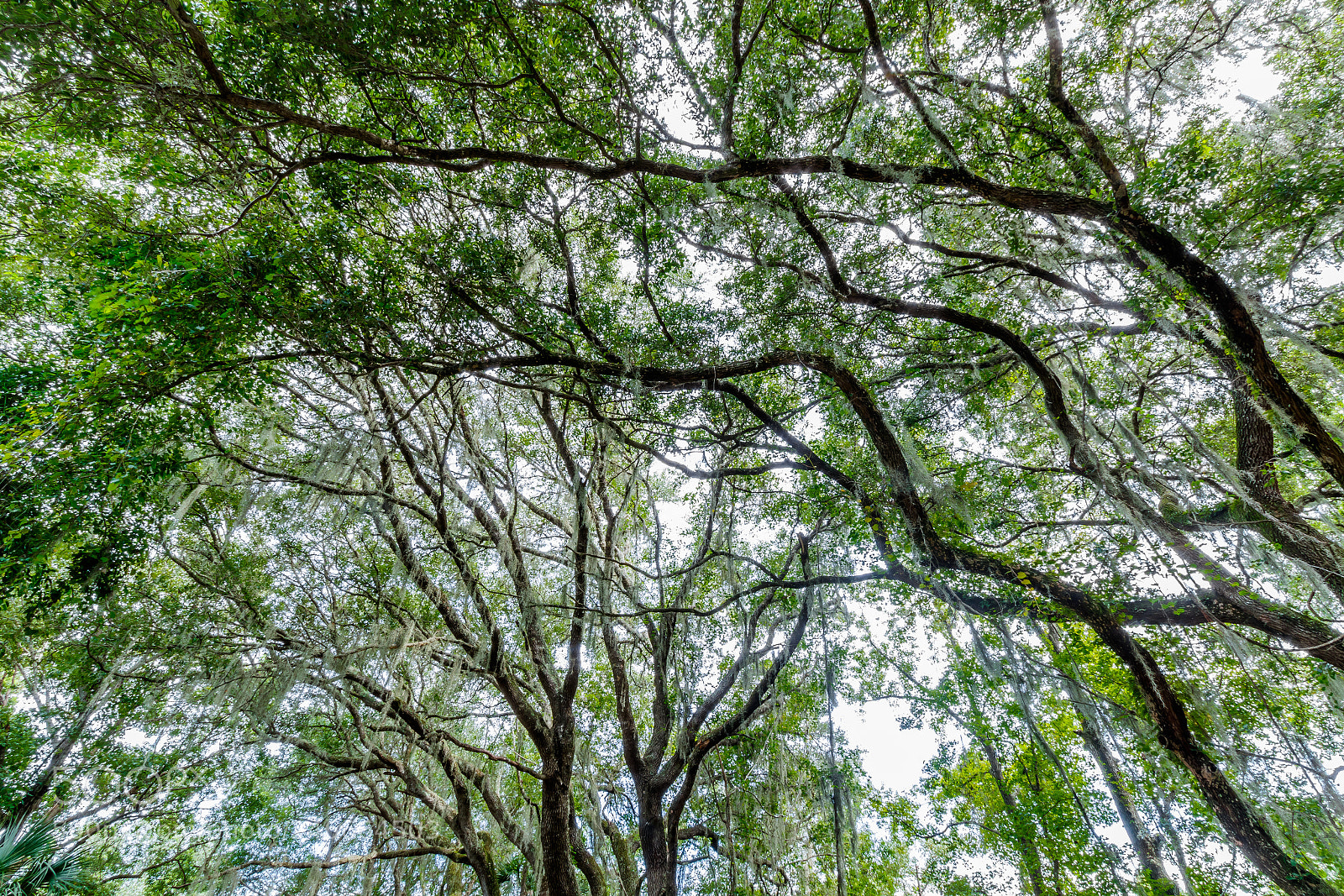 Canon EOS 7D Mark II sample photo. Live oaks photography