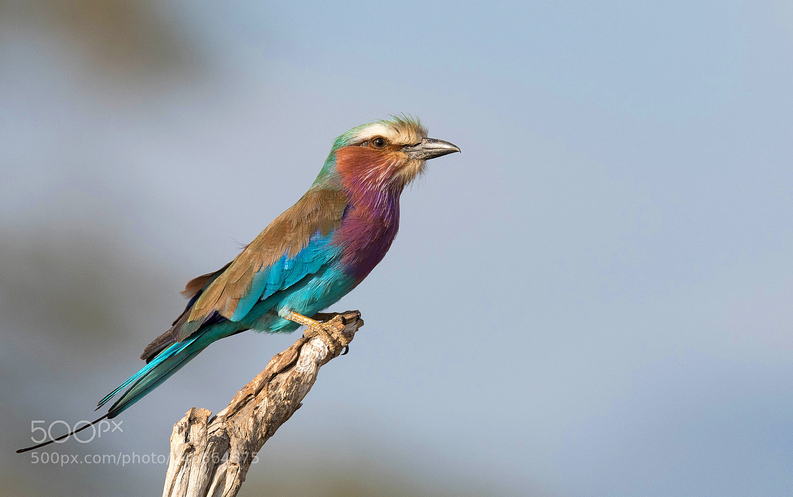 Nikon D500 sample photo. Lilac-brested roller photography