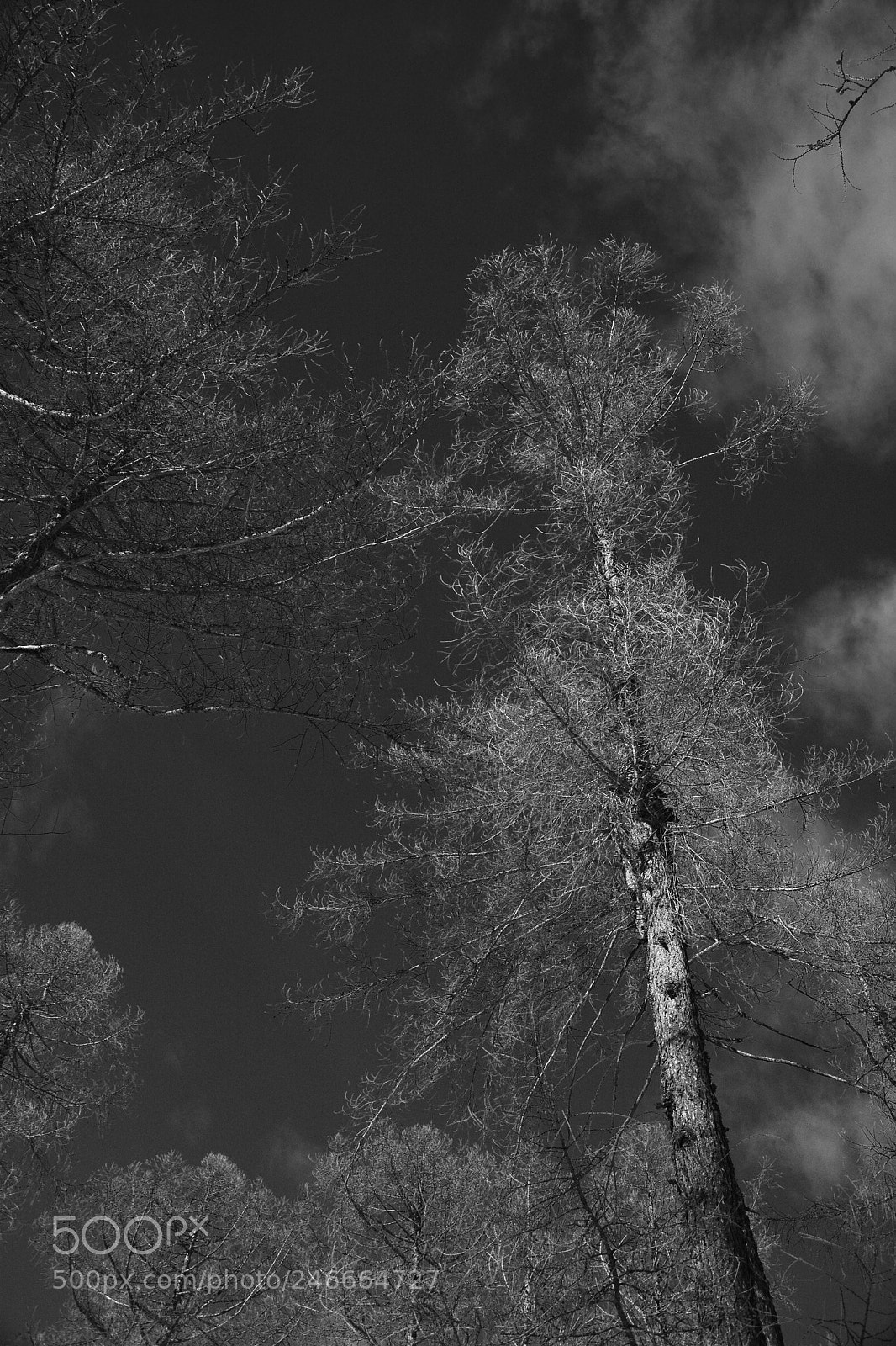 Nikon D7100 sample photo. Ciaspolata in val di photography