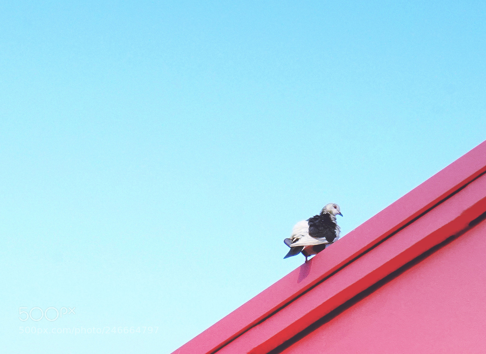 Sony a7R II sample photo. Birds & sg photography