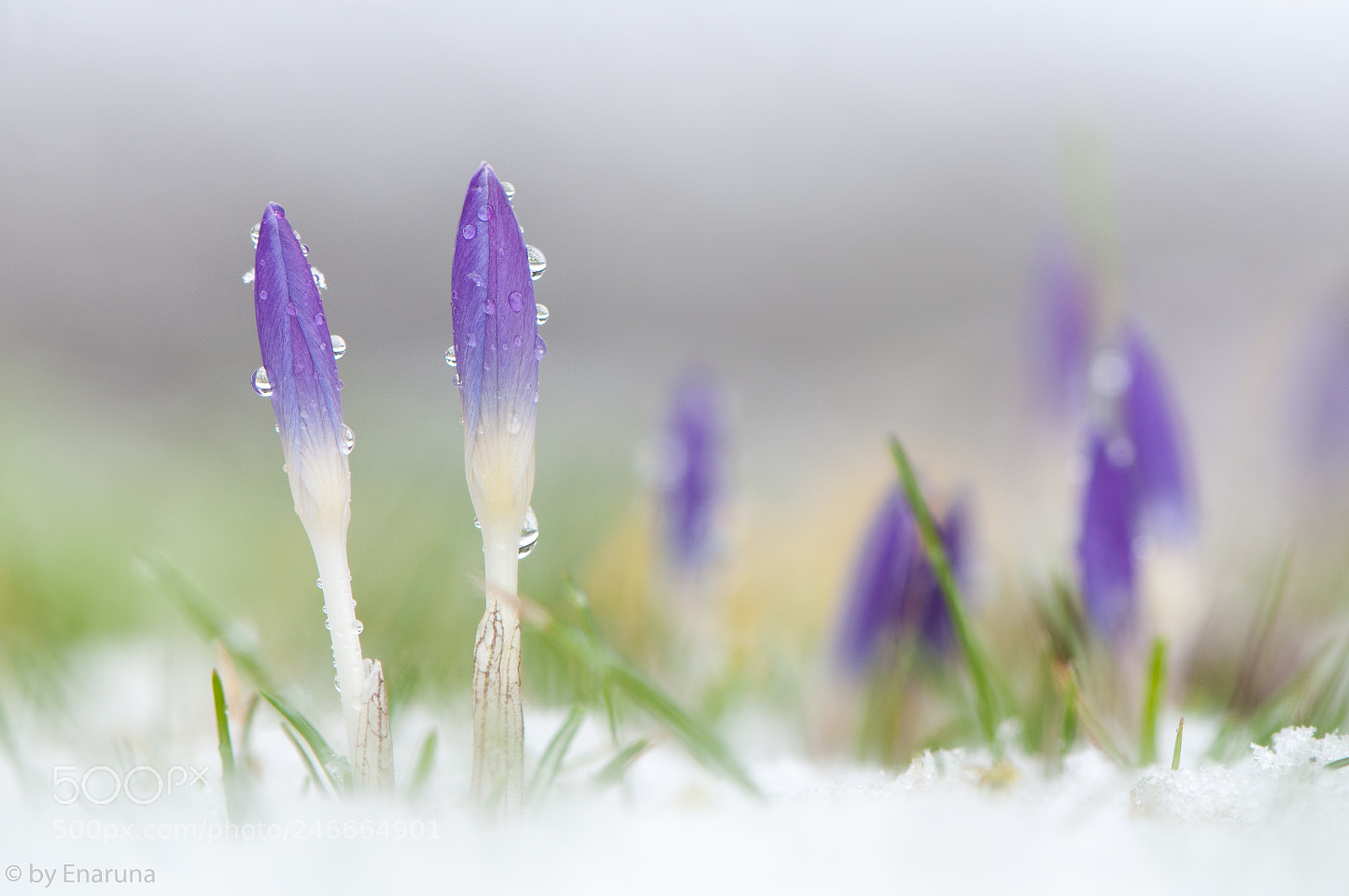 Nikon D300S sample photo. Crocus buds in the photography