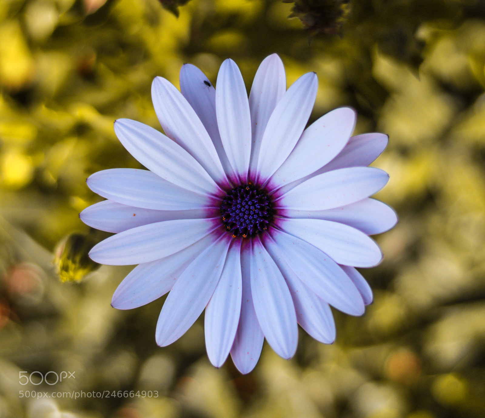 Canon EOS 1300D (EOS Rebel T6 / EOS Kiss X80) sample photo. Macro... photography