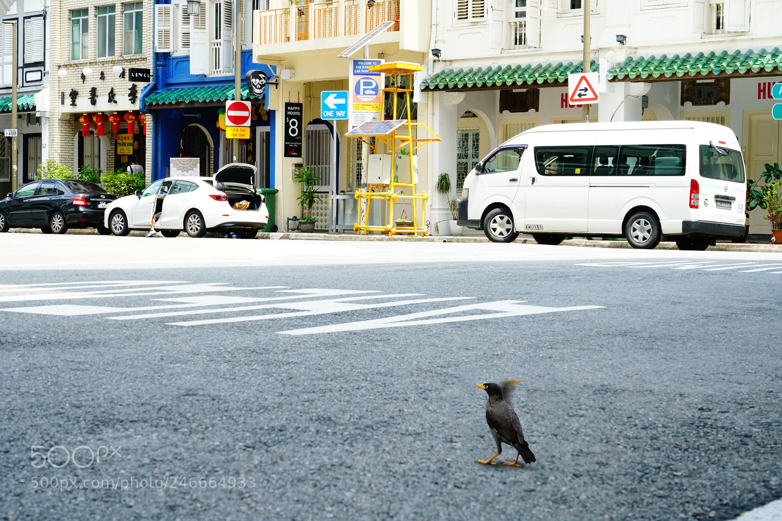 Sony a7R II sample photo. Birds & sg photography