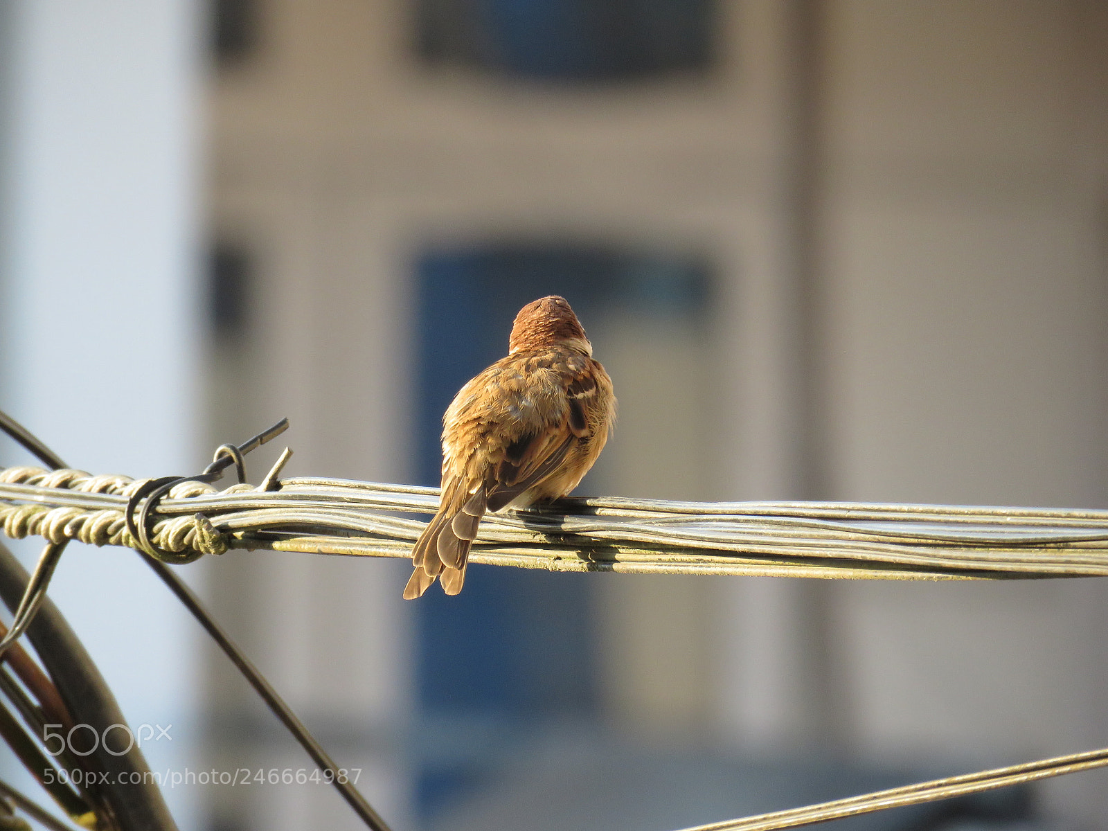 Canon PowerShot SX60 HS sample photo. Lonely sparrow photography