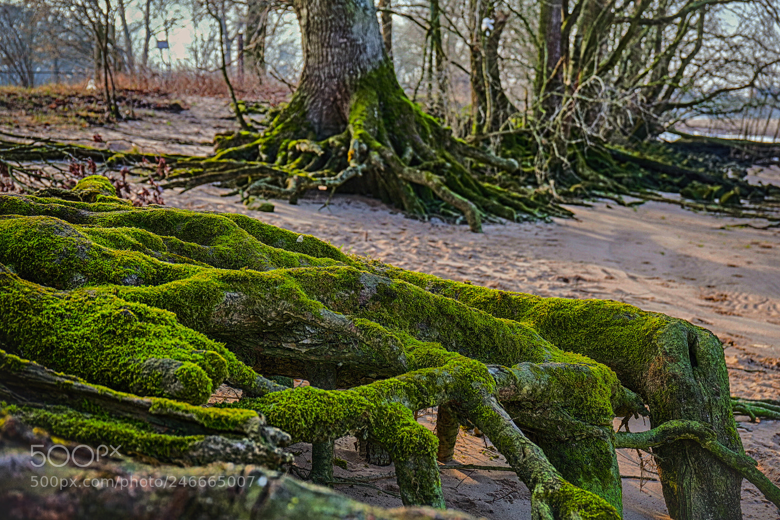 Canon EOS 6D Mark II sample photo. Stover strand photography