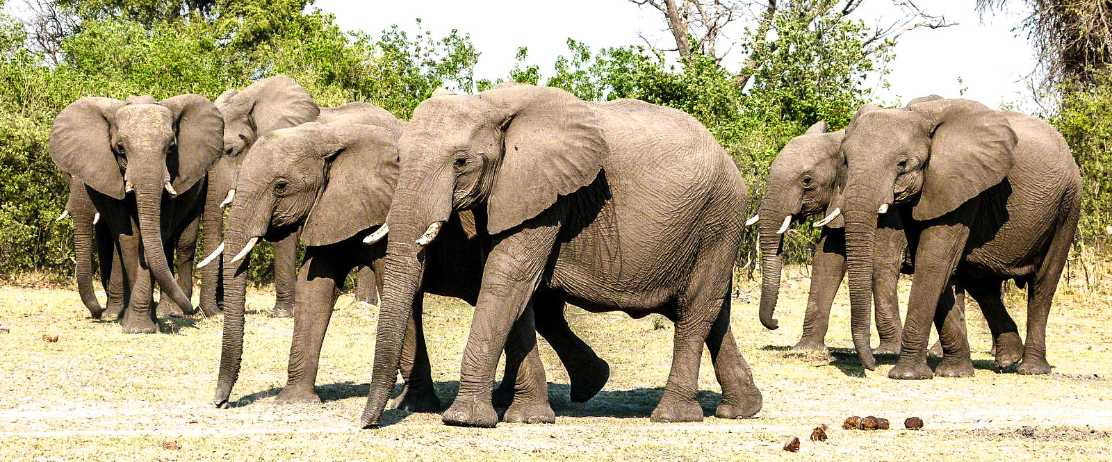 Panasonic Lumix DMC-FZ100 sample photo. Elephants photography