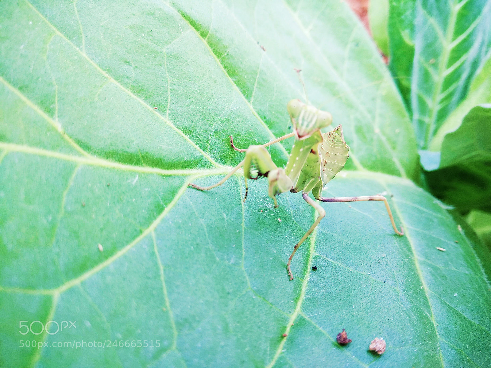 Xiaomi Redmi Note 4 sample photo. Untitled photography