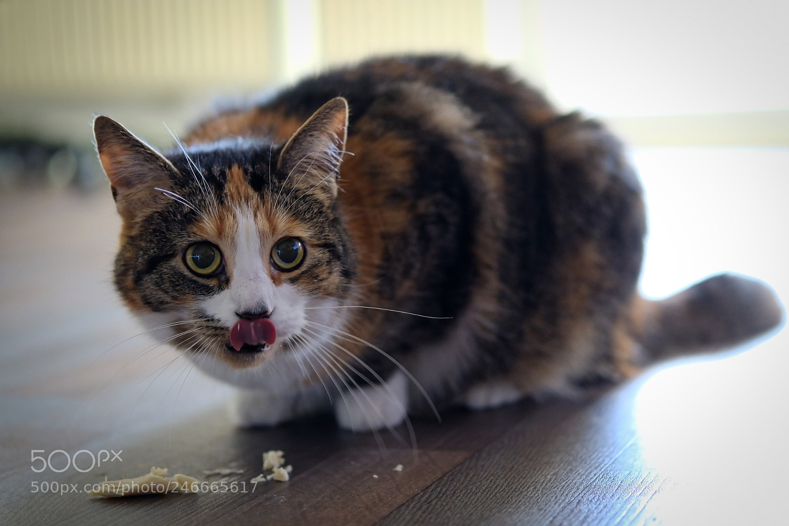 Fujifilm X-T2 sample photo. Katze photography