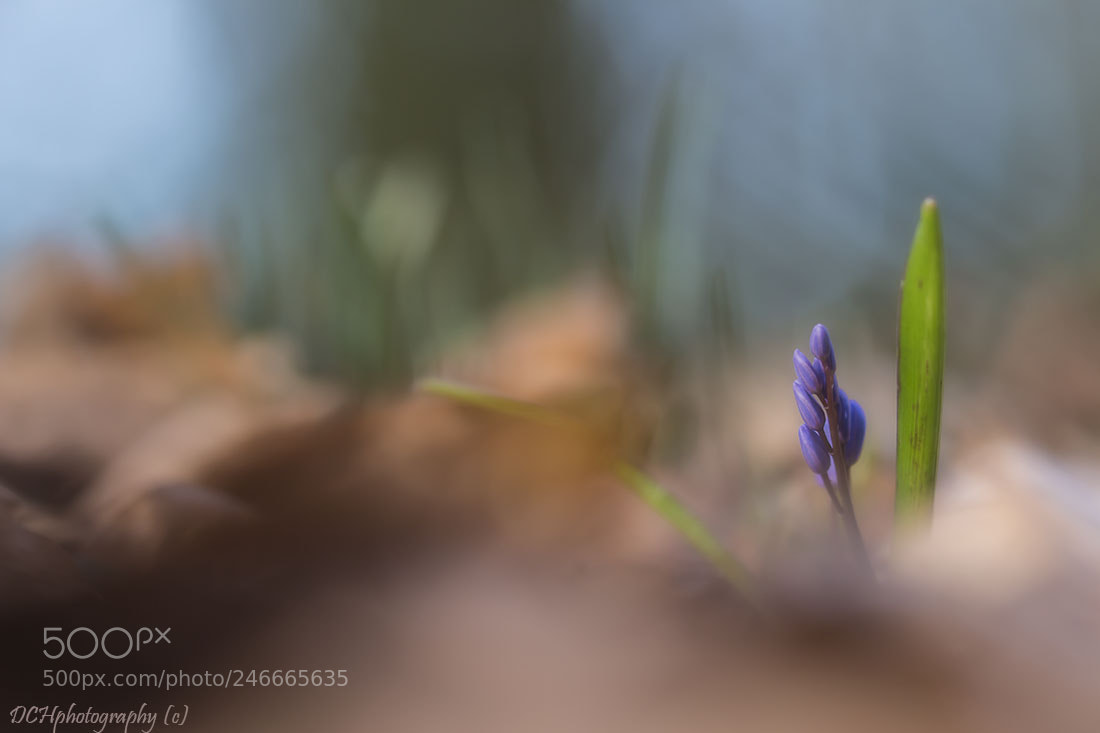 Canon EOS 650D (EOS Rebel T4i / EOS Kiss X6i) sample photo. Grape hyacinth photography